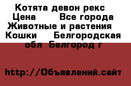 Котята девон рекс › Цена ­ 1 - Все города Животные и растения » Кошки   . Белгородская обл.,Белгород г.